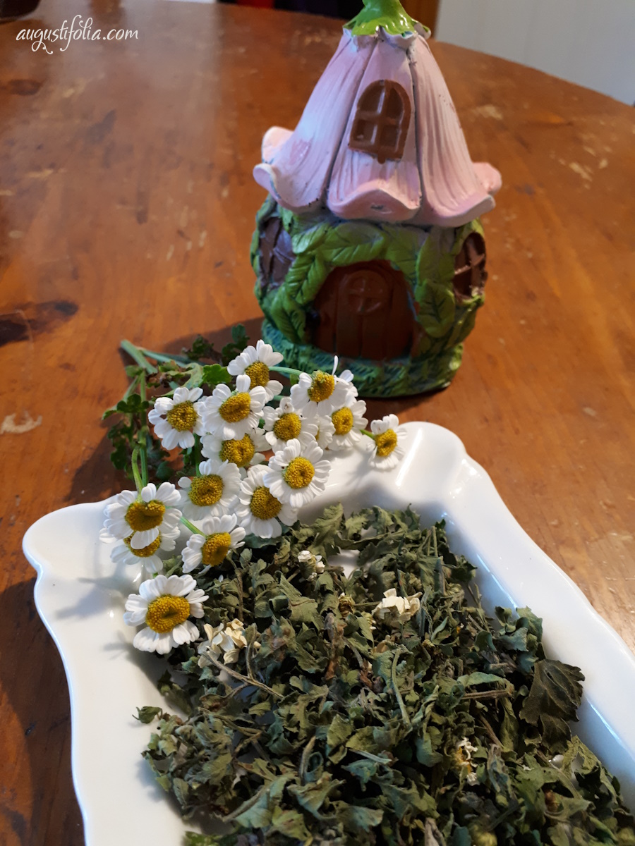 buy wild feverfew for herbal tea