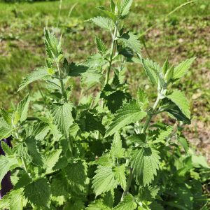 wild catnip in kingston ontario