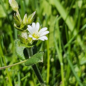 Chickweed