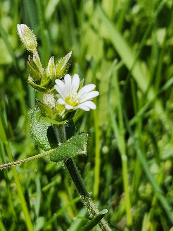 Chickweed
