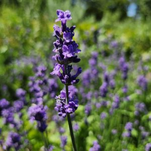 dried lavender in Kingston and napanee