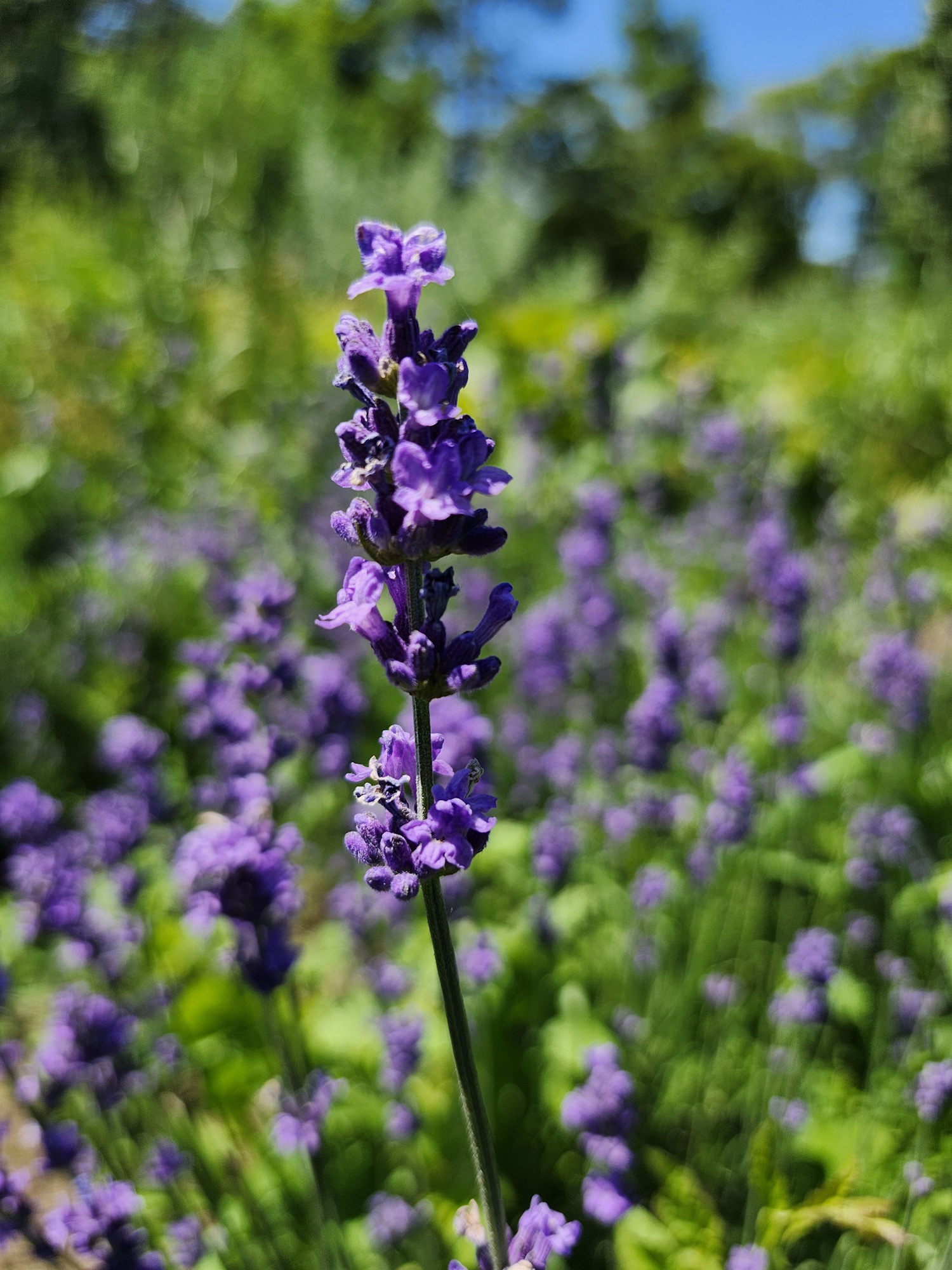 dried lavender in Kingston and napanee