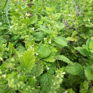 dried lemon balm tea in ontario