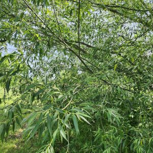 white willow bark in kingston ontario